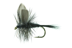 Black Gnat Black TMC 100 #12 in der Gruppe Köder / Fliegen / Trockenfliegen bei Sportfiskeprylar.se (FL42006)