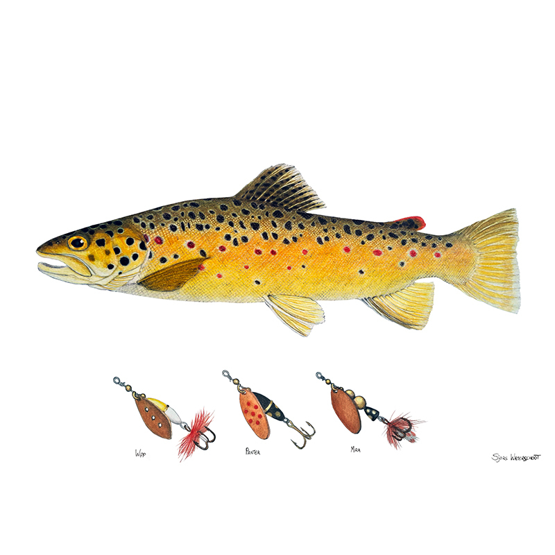 Myran Framed Brown Trout Poster in der Gruppe bei Sportfiskeprylar.se (NFS50-1)