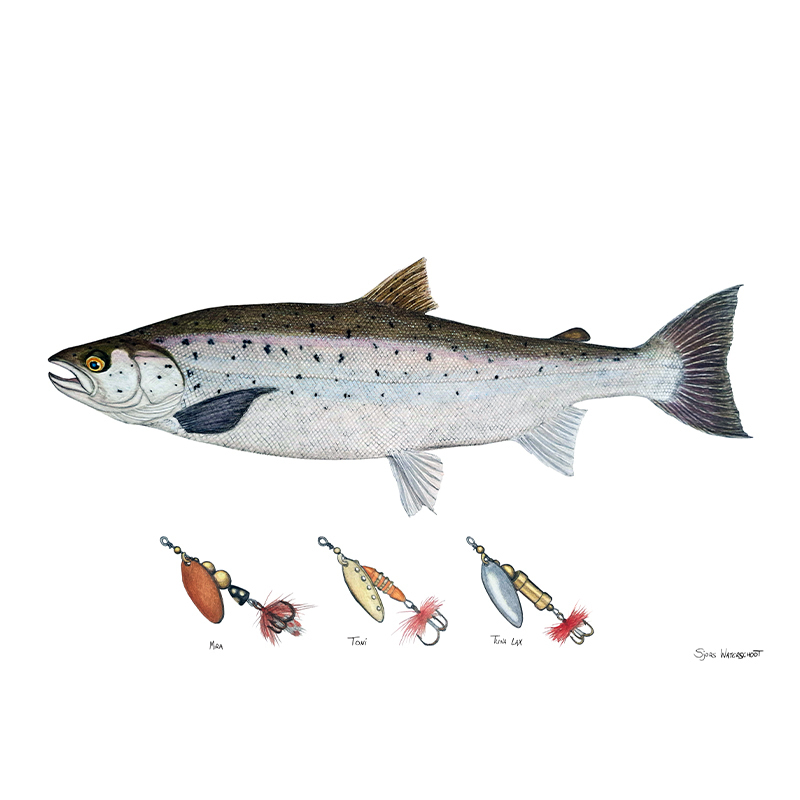 Myran Framed Salmon Poster in der Gruppe bei Sportfiskeprylar.se (NFS50-2)