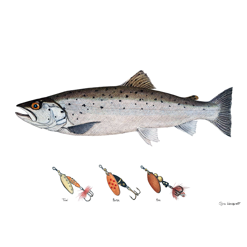 Myran Framed Sea Trout Poster in der Gruppe bei Sportfiskeprylar.se (NFS50-3)
