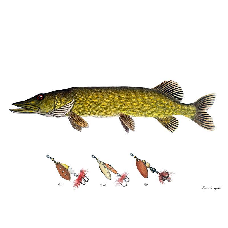 Myran Framed Pike Poster in der Gruppe bei Sportfiskeprylar.se (NFS50-4)