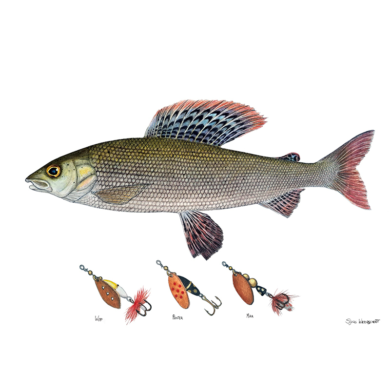 Myran Framed Grayling Poster in der Gruppe bei Sportfiskeprylar.se (NFS50-6)