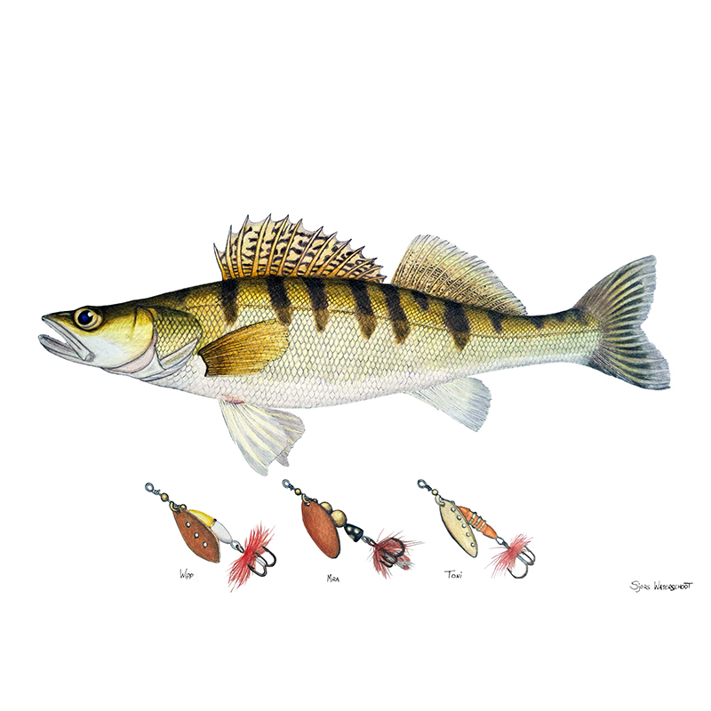 Myran Framed Zander Poster in der Gruppe bei Sportfiskeprylar.se (NFS50-9)