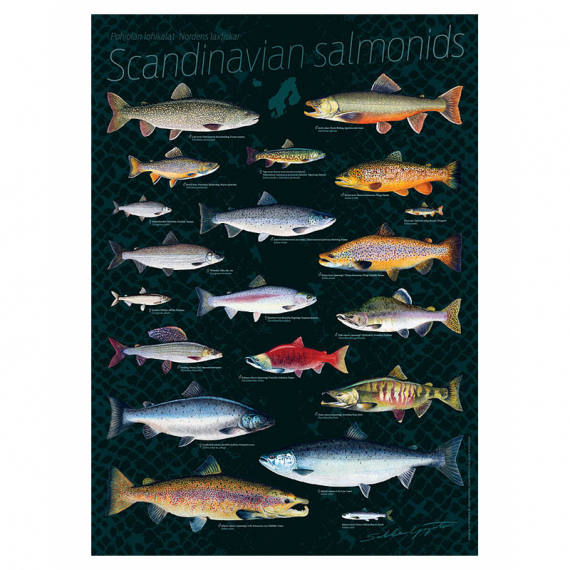 Poster Scandinavian Salmonids 50x70cm in der Gruppe Sonstiges / Aufkleber & Dekale bei Sportfiskeprylar.se (VD-1004)