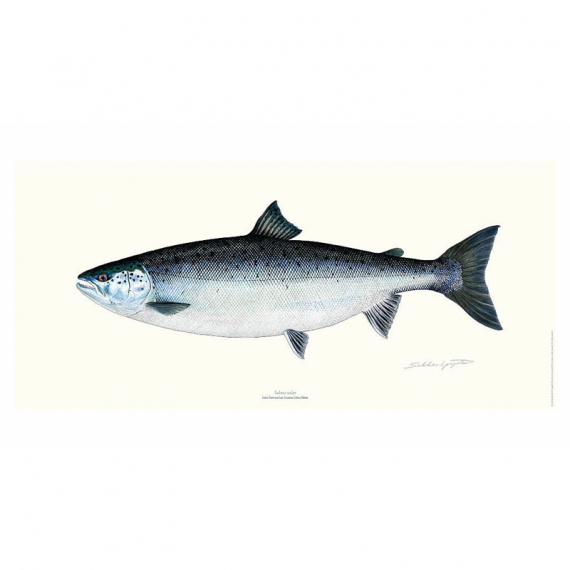 Poster Salmon 23x50cm in der Gruppe Sonstiges / Aufkleber & Dekale bei Sportfiskeprylar.se (VD-1113)