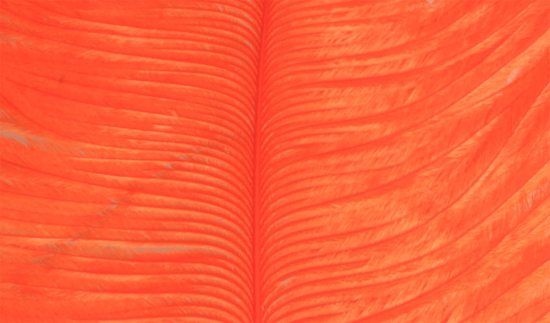 Struts plym - Orange in der Gruppe Haken & Zubehör / Fliegenbinden / Fliegenbindematerial / Feder & Bälge / Sonstige Federn bei Sportfiskeprylar.se (W-OP012)