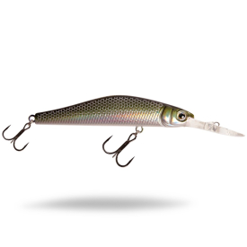 Gizzard Shad