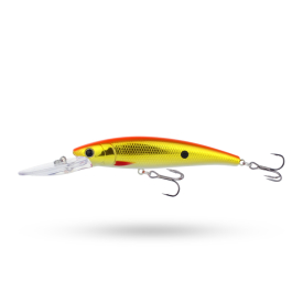 Golden Shiner 