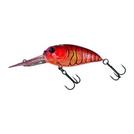 Mud Craw Orange Belly
