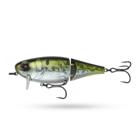 American Shad