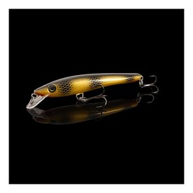 Golden Perch