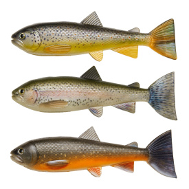 Pulz Bait Skinz Trout, 15cm 3pcs - Brown/Rainbow/Char